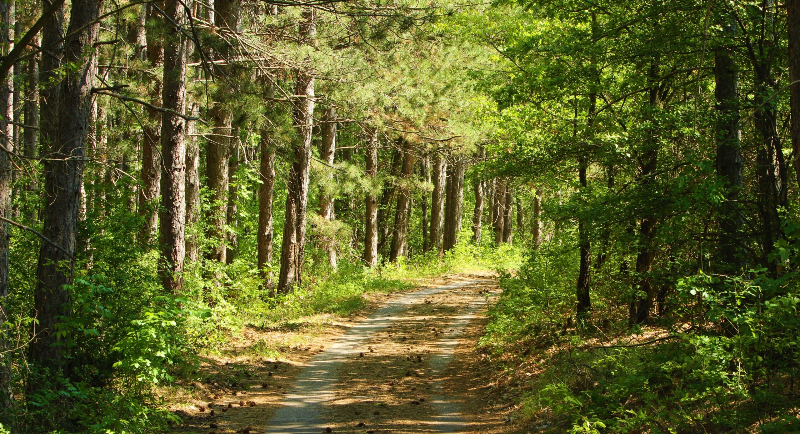 Sendero de bosque en el País Vasco